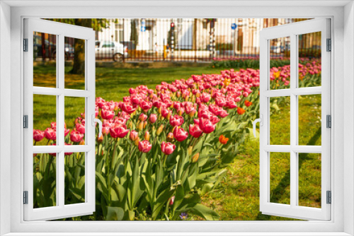 Fototapeta Naklejka Na Ścianę Okno 3D - Dutch tulips