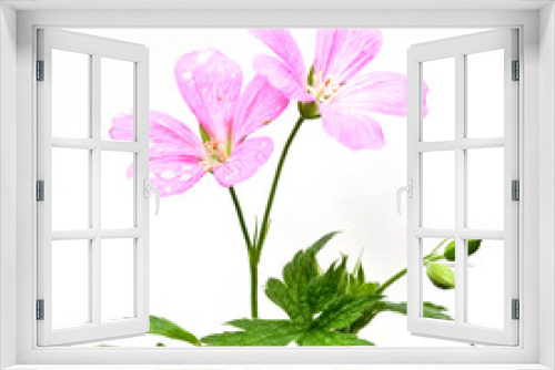 Fototapeta Naklejka Na Ścianę Okno 3D - Wilde Blumen auf weißem Hintergrund