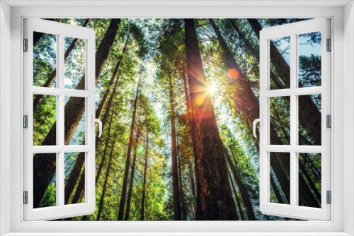 Fototapeta Naklejka Na Ścianę Okno 3D - Trees Rising to the Sun in Yosemite National Park, California
