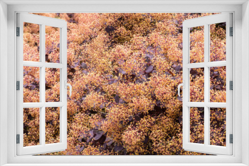 Fototapeta Naklejka Na Ścianę Okno 3D - bushes in the park with red eaves and dense tiny yellow flowers blooming on top