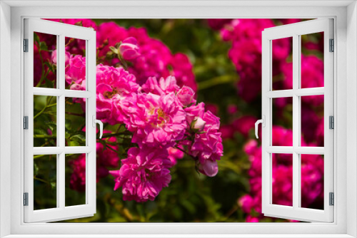 Fototapeta Naklejka Na Ścianę Okno 3D - red roses bush