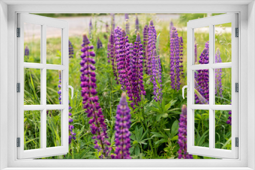 Fototapeta Naklejka Na Ścianę Okno 3D - beautiful tall multicolored lupine flowers grow in a field along the road. Color: purple, pink, lilac with different shades. beautiful landscape to enjoy