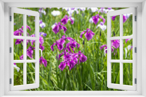 Fototapeta Naklejka Na Ścianę Okno 3D - 美しく咲く菖蒲の花