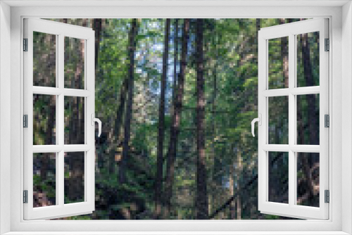 Fototapeta Naklejka Na Ścianę Okno 3D - Grüner Märchenwald mit hängenden Gärten auf Sandstein - Felsen, Hängepflanzen, Elbsandsteingebirge - sächsische Schweiz