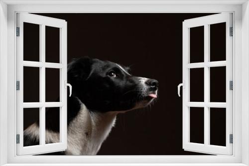 Fototapeta Naklejka Na Ścianę Okno 3D - lovely isolated border collie dog profile close up head shot portrait with her tongue out against a black background