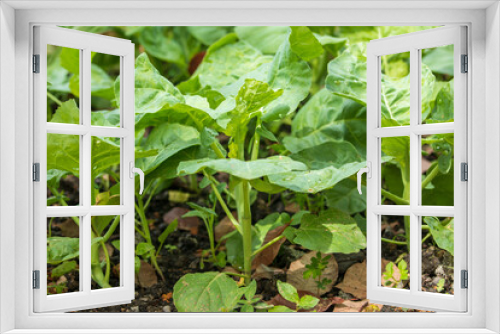 Fototapeta Naklejka Na Ścianę Okno 3D - Kale in a field grown naturally