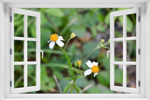 Fototapeta Naklejka Na Ścianę Okno 3D - white and yellow flowers