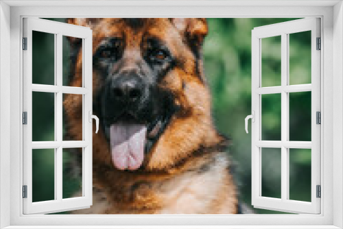 Fototapeta Naklejka Na Ścianę Okno 3D - German shepherd dog  posing outside. Show dog