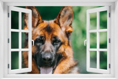 Fototapeta Naklejka Na Ścianę Okno 3D - German shepherd dog  posing outside. Show dog