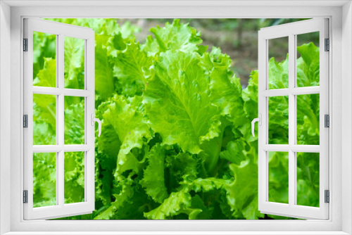 Fototapeta Naklejka Na Ścianę Okno 3D - Fresh green leaves of salad growing in the garden. Lettuce growing