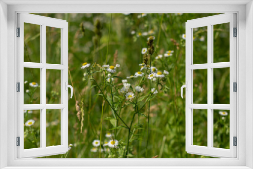 Fototapeta Naklejka Na Ścianę Okno 3D - daisies among grass in a meadow