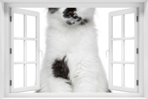 Fototapeta Naklejka Na Ścianę Okno 3D - Mixed-breed beautiful cat portrait