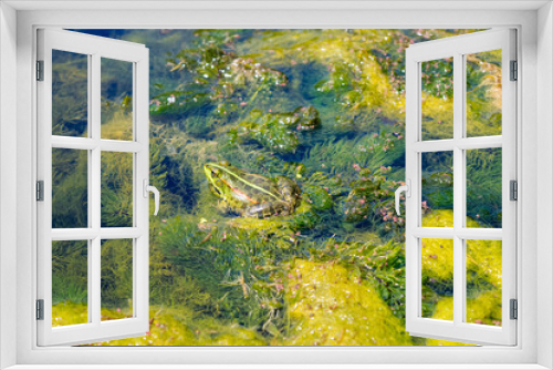 Fototapeta Naklejka Na Ścianę Okno 3D - frog in the pond
