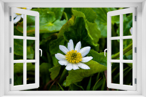Fototapeta Naklejka Na Ścianę Okno 3D - White Flower