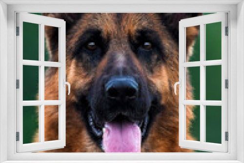 Fototapeta Naklejka Na Ścianę Okno 3D - German Shepherd dog face looks