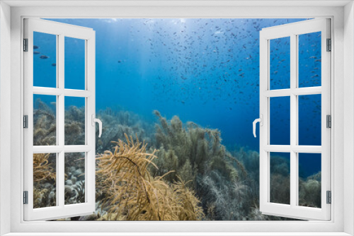 Fototapeta Naklejka Na Ścianę Okno 3D - Seascape in turquoise water of coral reef in Caribbean Sea / Curacao with fish, coral and sponge