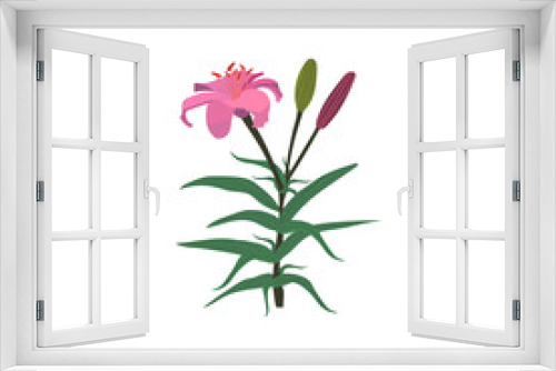 Fototapeta Naklejka Na Ścianę Okno 3D - Pink lily with buds on a white background. Isolated elements