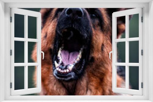 Fototapeta Naklejka Na Ścianę Okno 3D - angry dog ​​barks, german shepherd