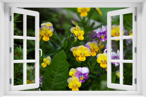 Fototapeta Naklejka Na Ścianę Okno 3D -  Wild pansy yellow and violet heartsease group