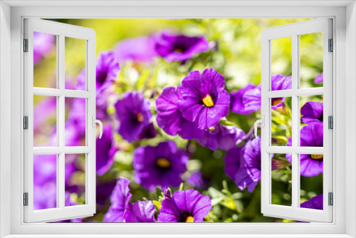 Fototapeta Naklejka Na Ścianę Okno 3D - Beautiful purple Morning Glory flower blossoms with narrow depth of field focus.