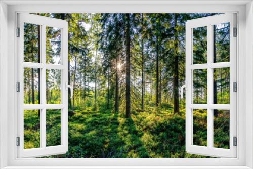 Fototapeta Naklejka Na Ścianę Okno 3D - Beautiful panorama view from inside of Swedish forest through green forest trees under Sun rays. Scenic background picture of Scandinavian summer nature.
