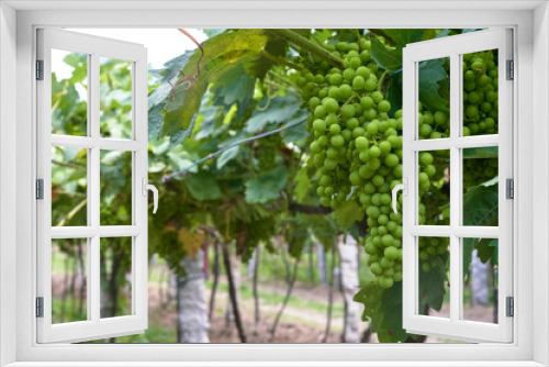 Fototapeta Naklejka Na Ścianę Okno 3D - unripened grapes hanging from the vine with leaves