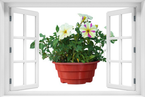Fototapeta Naklejka Na Ścianę Okno 3D - Beautiful petunia flowers in pot on white background