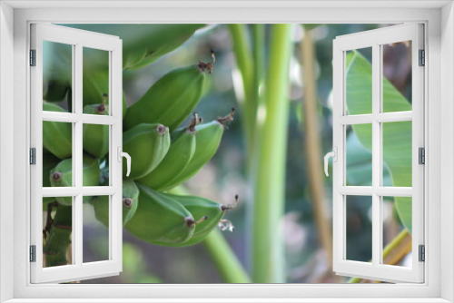 Fototapeta Naklejka Na Ścianę Okno 3D - Green Bananas