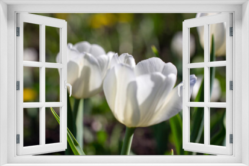 Fototapeta Naklejka Na Ścianę Okno 3D - Two flowers white tulip close-up, horizontal photo. Spring flowers on a sunny day.