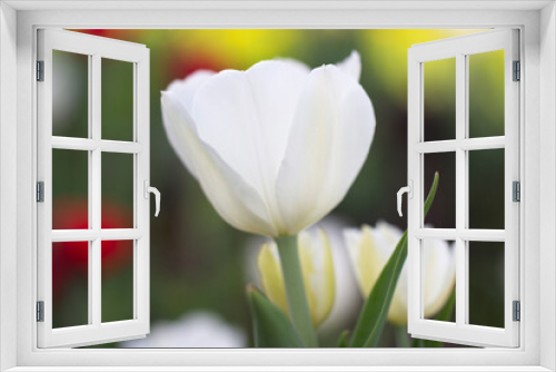 Fototapeta Naklejka Na Ścianę Okno 3D - Flower white tulip close-up, vertical photo. Spring flower on green flower bed