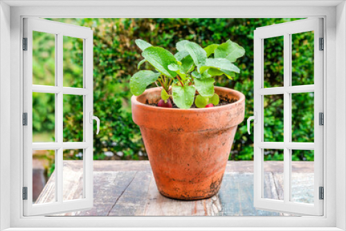 Fototapeta Naklejka Na Ścianę Okno 3D - Young raddish plants in a pot on an outdoor table - urban vegetable garden idea