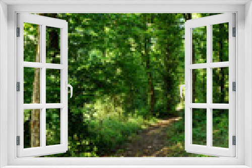 Fototapeta Naklejka Na Ścianę Okno 3D - Pathway in forest, Green jungle background