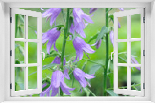 Fototapeta Naklejka Na Ścianę Okno 3D - Blue bells among green plants in the garden