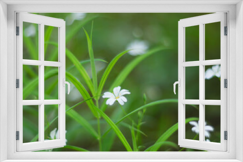 Fototapeta Naklejka Na Ścianę Okno 3D - Stellaria is white. Little meadow flowers on a natural blurred green background. Selective focus.