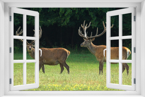 Fototapeta Naklejka Na Ścianę Okno 3D - Red deer - Cervus elaphus