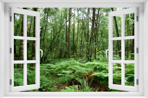 Fototapeta Naklejka Na Ścianę Okno 3D - Paimpont forest, Brittany, France.
