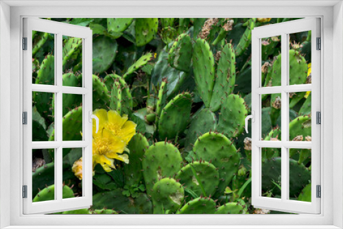 Fototapeta Naklejka Na Ścianę Okno 3D - Cactus flowers