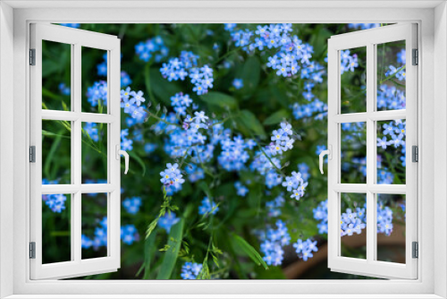 Fototapeta Naklejka Na Ścianę Okno 3D - small blue spring flowers