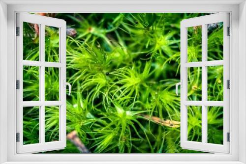 Fototapeta Naklejka Na Ścianę Okno 3D - green moss