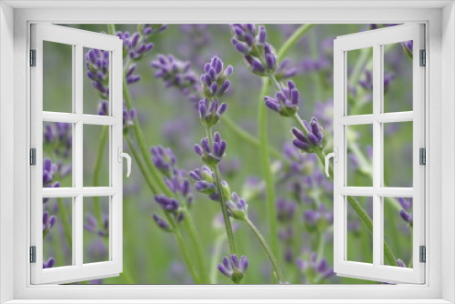 Fototapeta Naklejka Na Ścianę Okno 3D - Tańczące kwiatostany lawendy