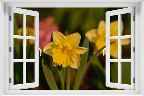 Fototapeta Naklejka Na Ścianę Okno 3D - Gelbe Narzisse (Narcissus pseudonarcissus )