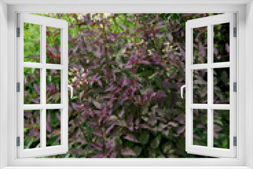 Fototapeta Naklejka Na Ścianę Okno 3D - Vertical image of Serious Black bush clematis (Clematis recta 'Lime Close') in flower in a garden setting