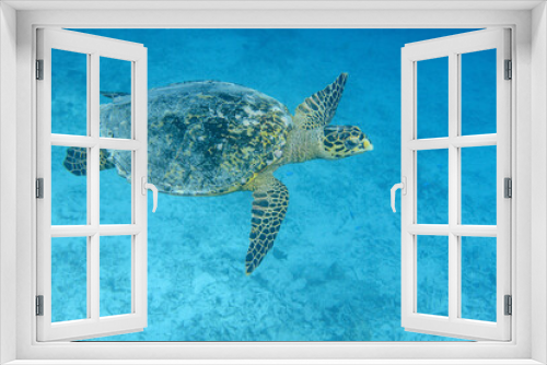 Fototapeta Naklejka Na Ścianę Okno 3D - Hawksbill Turtle (Eretmochelys imbricata) swimming across a coral reef in the Maldives