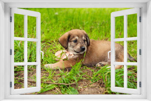 Fototapeta Naklejka Na Ścianę Okno 3D - brown dog puppy with a bow on the street