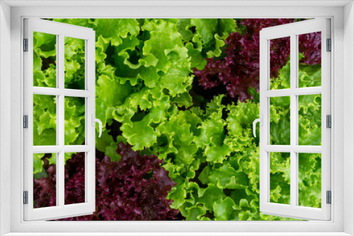 Fototapeta Naklejka Na Ścianę Okno 3D - Lettuce leaves close-up. Fresh leaf salad. Green salad, purple romano, lollo rosso. Eco products, healthy eating concept.