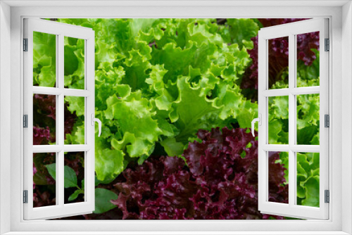 Fototapeta Naklejka Na Ścianę Okno 3D - Leaves of green lettuce and purple salad closeup. Romano, Lollo Rosso. Eco products, healthy eating concept.