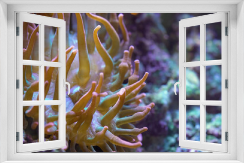 Fototapeta Naklejka Na Ścianę Okno 3D - clown fish in aquarium