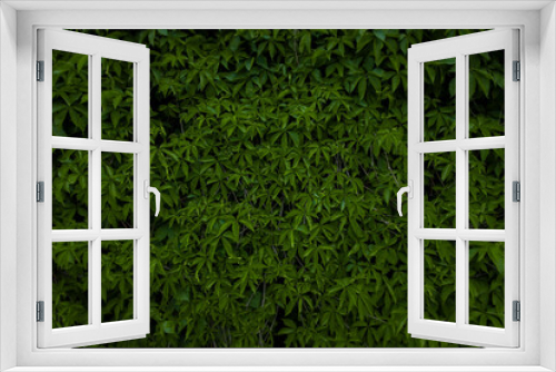 Fototapeta Naklejka Na Ścianę Okno 3D - green foliage nature background concept scenic view leaves branches dark lighting of tropic rain forest