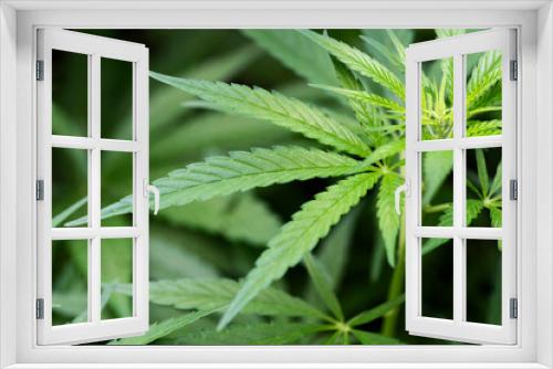 Fototapeta Naklejka Na Ścianę Okno 3D - Cannabis. The concept of Indoor grow marijuana. Beautiful leaves of marijuana cannabis plant