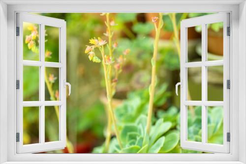 Fototapeta Naklejka Na Ścianę Okno 3D - 七福神の花と芽